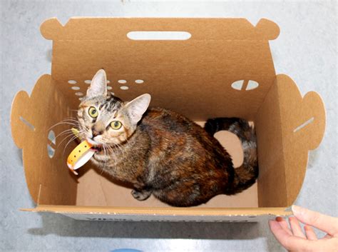 Cat Carrier Types – Cardboard Carriers | Fun Animals Wiki, Videos, Pictures, Stories