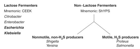 Lactose Fermenting Enterobacteriaceae Flashcards | Quizlet