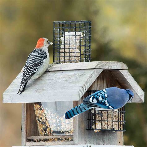 Fun with Wild Bird Feeding: An Intro Guide – Art of Natural Living