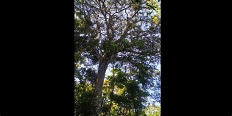 Noah's Gopher trees VIPs of Ranni forest in Pathanamthitta