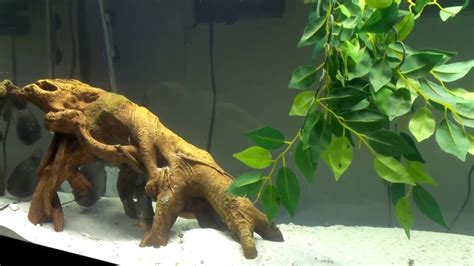 Red Belly Piranha Tank: Introduced with Neon tetra's - YouTube