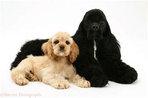 Dogs: Black American Cocker Spaniel with buff pup photo WP17203