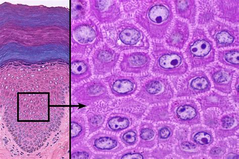 Layers Of Skin Histology