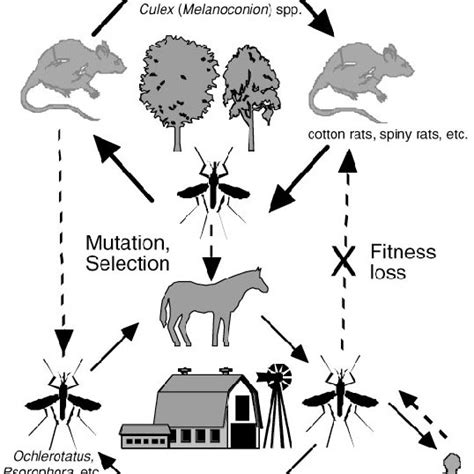 Cartoon depicting enzootic (above) and epizootic/epidemic (below ...