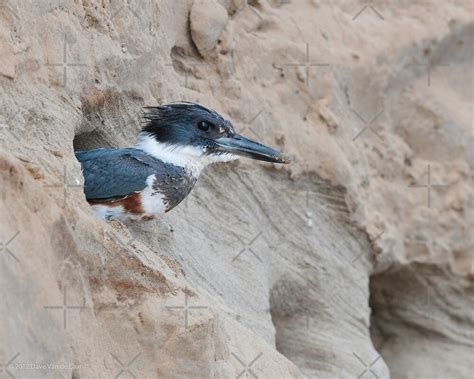 "Female Belted Kingfisher at Nest" by (Tallow) Dave Van de Laar | Redbubble