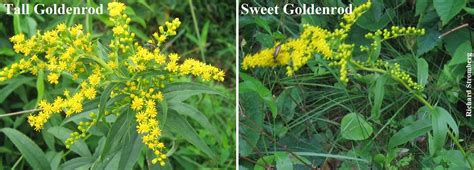 Goldenrod Glows in the Fall - Virginia Native Plant Society