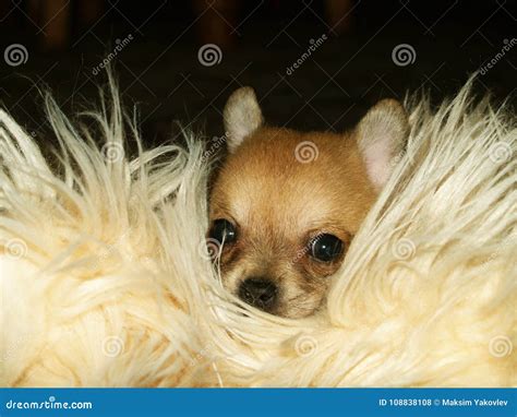 Chihuahua stock photo. Image of purebred, pets, chihuahua - 108838108