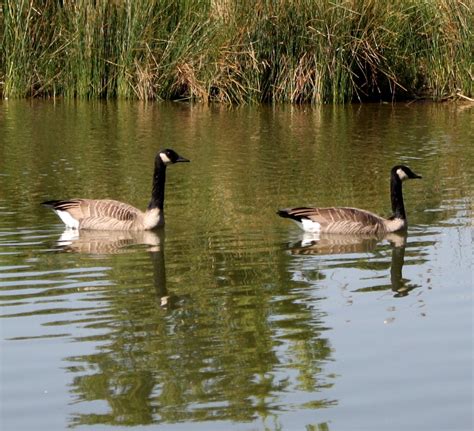 Canadian Geese in the Water Picture | Free Photograph | Photos Public Domain