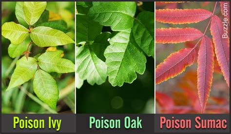 How to identify poison oak poison ivy and poison sumac plants – Artofit