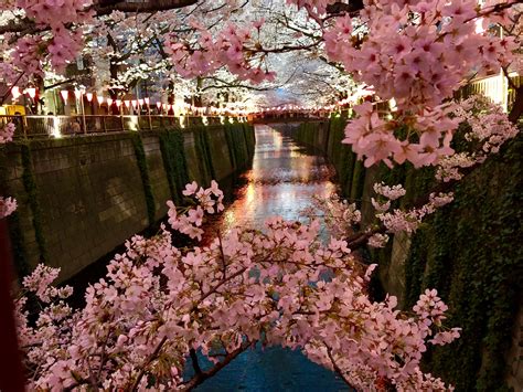 17 of the Best Cherry Blossom Viewing Spots around Tokyo and Yokohama | Tokyo blossom, Cherry ...