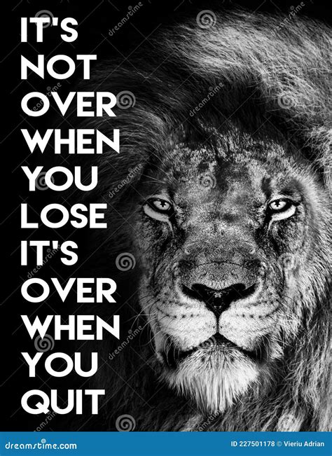 Inspirational Motivational Quote , it`s Not Over when You Lose it`s Over when You Quit, Lion ...