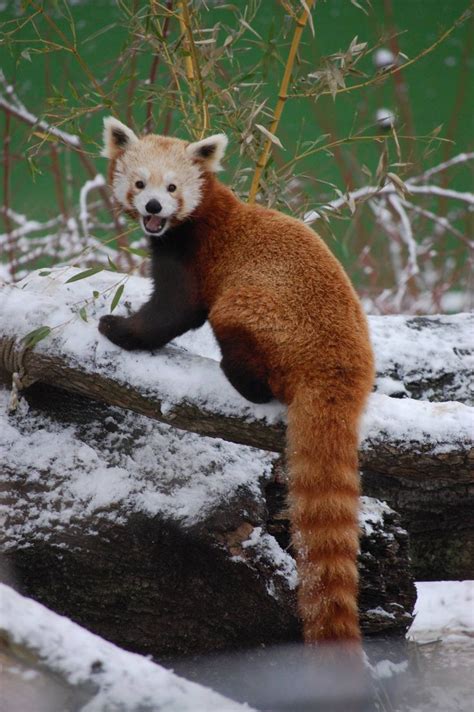 Let it snow, let it snow! Our red pandas were having a blast playing in the dusting of snow we ...