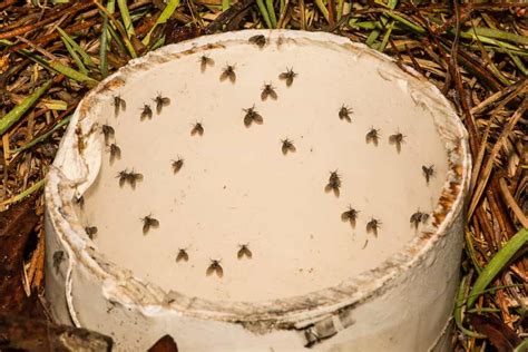 What Attracts Drain Flies? Discover the Cause of Your Infestation - A-Z Animals