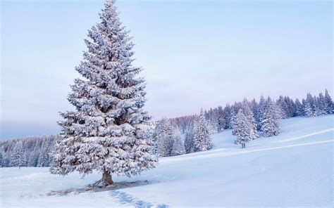 Free photo: Snow tree - Bspo06, Christmas, Cold - Free Download - Jooinn