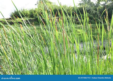 Typha angustifolia plant. stock photo. Image of cattail - 297406770