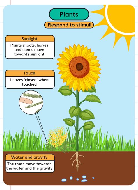 Response To Stimuli Plants