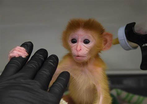 Report: 2 monkeys died, 2 injured at Texas Biomed in 2019