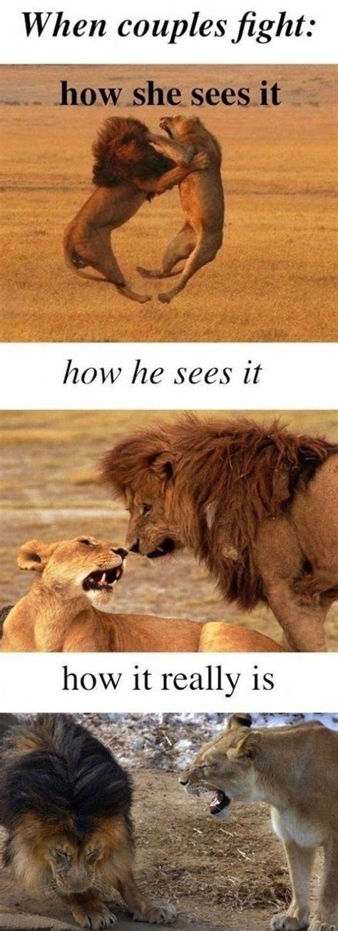 85 best images about Lion memes on Pinterest | Lion king meme, The lion ...