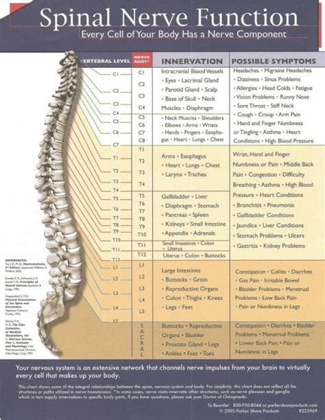 Spinal Nerve Function - Thompson Family Chiropractic