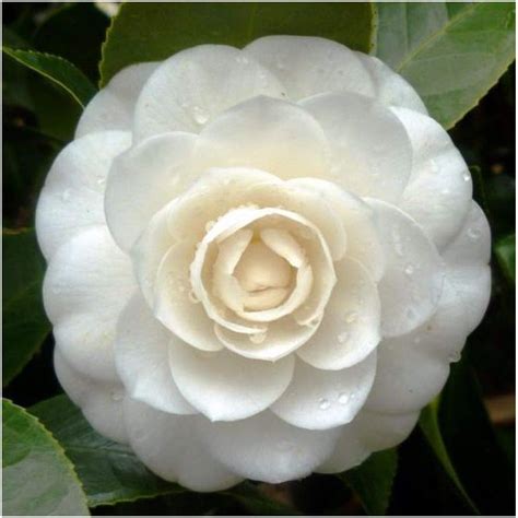 Camellia Japonica White - Japanese Camellia - 10 Seeds: Amazon.co.uk: Garden & Outdoors