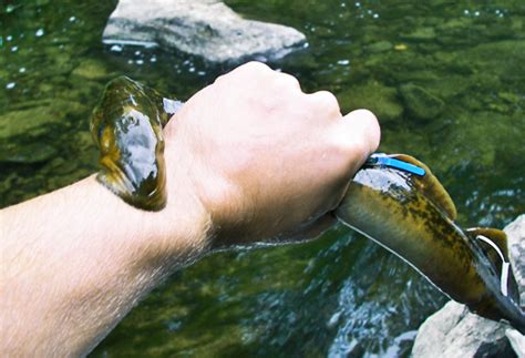 Entire sea lamprey genome decoded - Alltop Viral