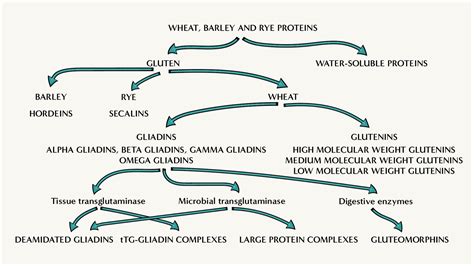 What is gluten? — Alimental Nutrition, Functional Integrative Nutritionist