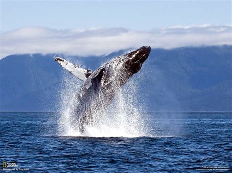 Ballena nadando a su máximo explendor, enjoy you life whale! (com imagens) | Baleia, Peixe de ...