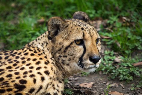 10 Cheetah Adaptations (Evolutionary Secrets!) – Fauna Facts