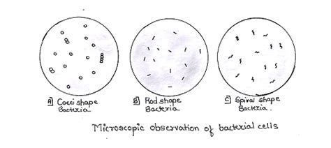 Difference between Cocci and Bacilli | Microbiology, Microbiology study ...