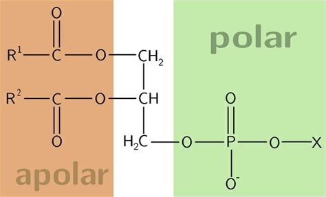 Fluid Mosaic Model - Definition, Explanation & Quiz | Biology Dictionary