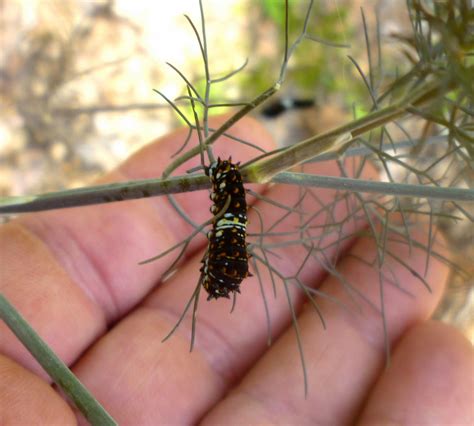 From Bluebirds to Turtles: Black Swallowtail Caterpillars on Bronze Fennel