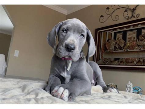 4 female Blue Great Dane puppies for sale Duluth - Puppies for Sale Near Me