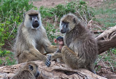 Baboon Family Photograph by Beth Wolff