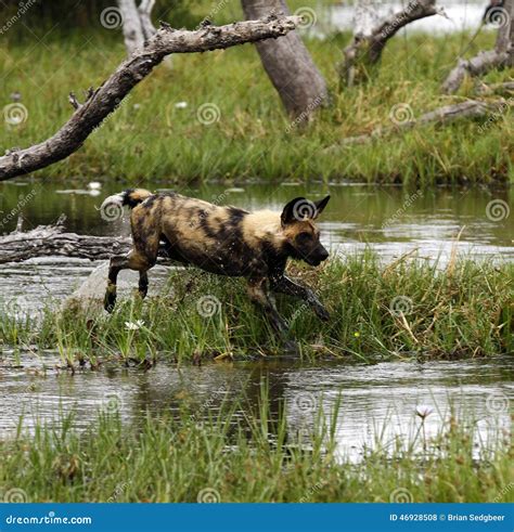 African Wild Dog Pack in Action Stock Photo - Image of action, african ...