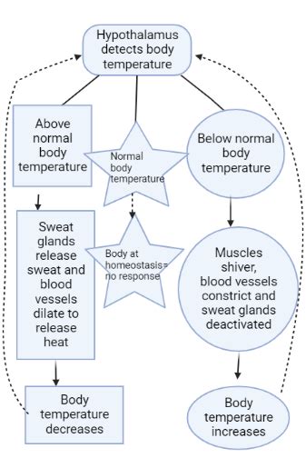 Interpreting a Figure of a Negative Feedback Loop Practice | Biology ...