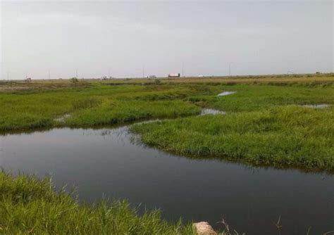 The Worrying State of the Sakumono Ramsar Site - Ghana Wildlife Society