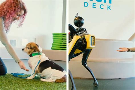 Robot Dog VS Real Dog – Six Challenges, One True Champion