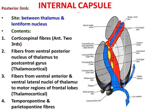 Internal Capsule Fibers