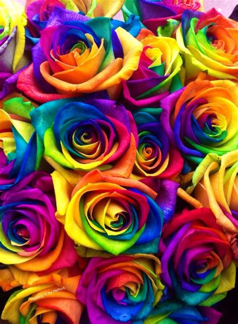 Rainbow Rose Wallpapers - Wallpaper Cave