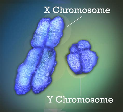 Human Y Chromosome Much Older Than Previously Thought | University of Arizona News