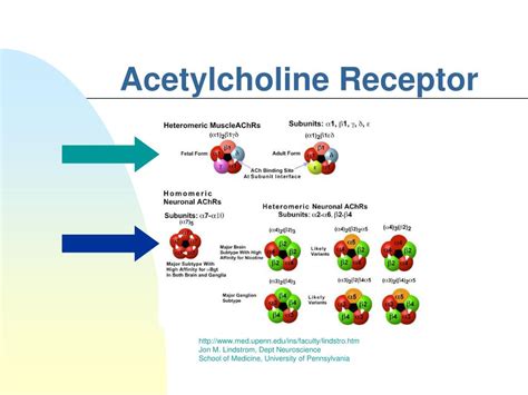 PPT - Acetylcholine PowerPoint Presentation, free download - ID:1318589