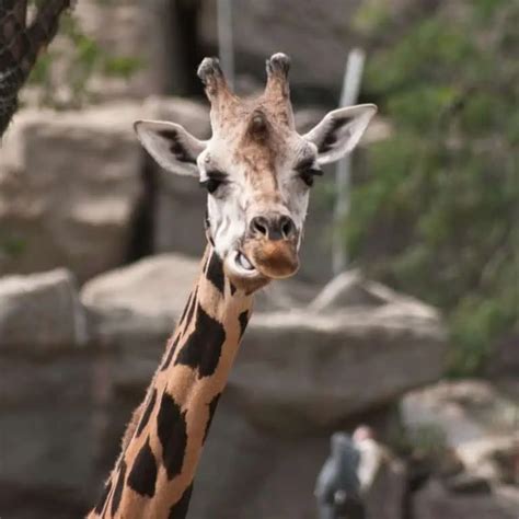 Northern Giraffe: 7 Interesting Facts