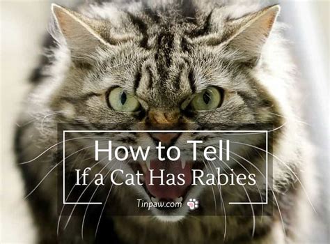 How to Tell If a Cat Has Rabies : Symptoms and Warning Signs - TinPaw