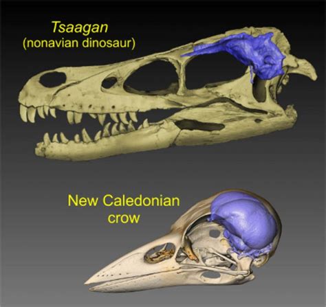 Study of Bird and Dinosaur Brains Illuminates Evolution - SBU News