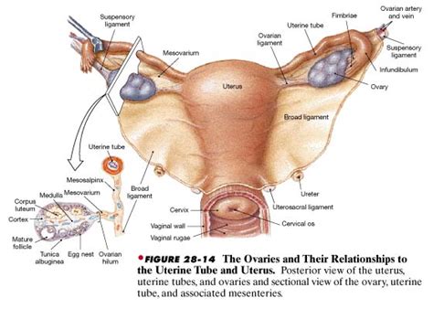 Viscera:Uterine tubes & broad ligament | RANZCRPart1 Wiki | FANDOM ...