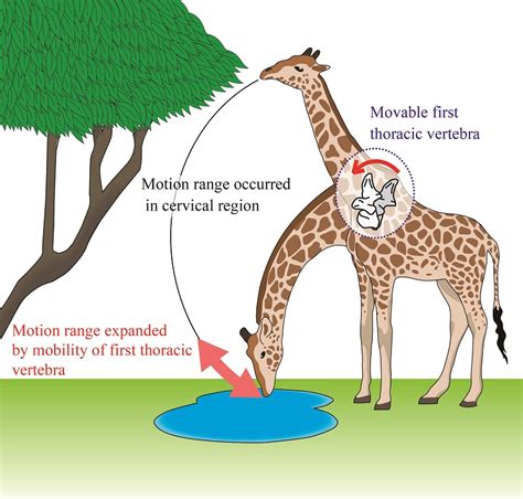 Giraffe neck is longer than thought | UTokyo Research