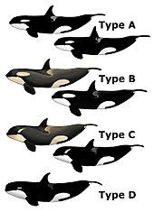 Orca types and populations - Wikipedia