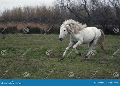 Camargue white horse stock image. Image of domestic, horse - 33728803