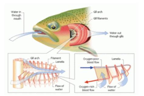 Foto : Fungsi dan Cara Kerja Organ Pernapasan Ikan