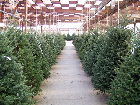 Sale On Christmas Trees : 6ft artificial Christmas tree clearance sale / Maybe you would like to ...